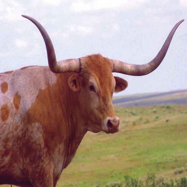 long horn cattle