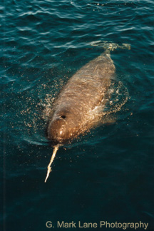 narwhale
