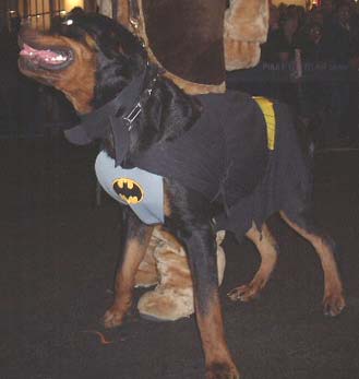 Bat-Dog - From the NYC Greenwich Village Halloween Parade, 2001.  More Pics in the Halloween-NYC section.