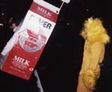 Cat wants Milk - New York City Halloween Parade